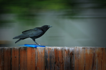 Crow preched on a wooden fence