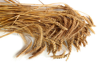 Wheat, Rye Ears