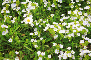 Floral background of summer flowers in the meadow. Wildflowers and small blue flowers of buttercups in the grass close up.