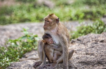 Monkey mountain Hua Hin