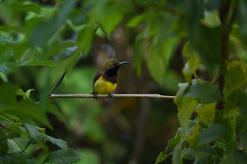 Small sunbird on branch of tree in the forest.