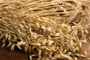 Cereal Plants. Wheat, Rye, Oat (Avena).