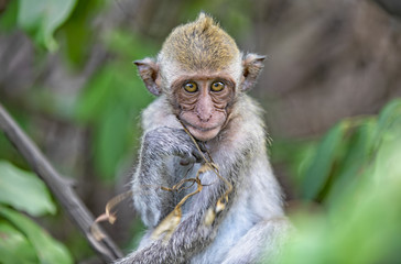 Monkey mountain Hua Hin