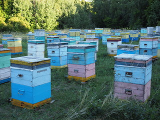 Hives in an apiary with bees flying to the landing boards. Apiculture.