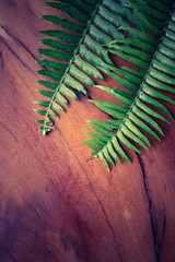 Fresh green leaves with wood background, old wood and leaves, natural background for graphic work