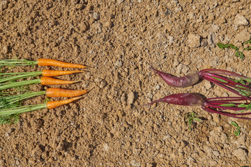                Freshly harvested homegrown organic beetroot, onion and carrot on the ground. top view, copy space.