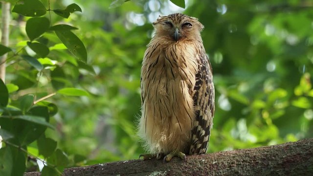 Buffy Fish Owl - Ketupa ketupu or Malay fish owl, is a species of owl in the family Strigidae. India and southern Burma, Cambodia, Laos and Vietnam, Thailand, the Malay
