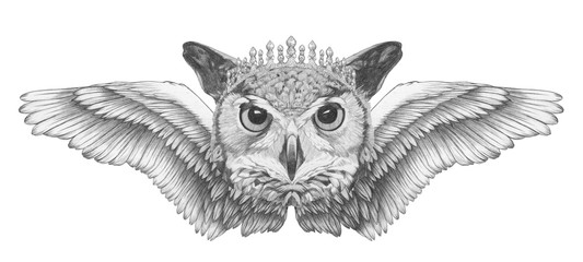 Portrait of  Owl. Hand-drawn illustration. 