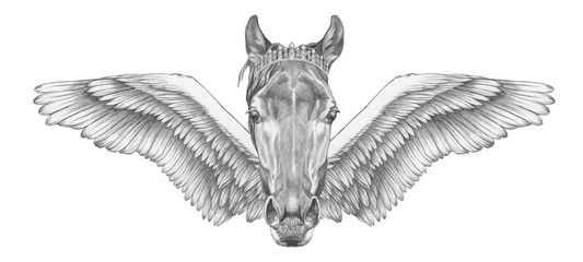 Obraz premium Portrait of Horse with wings. Hand-drawn illustration. 