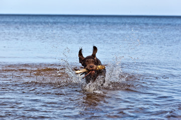 Dynamic portrait of a dog breed Drathaar German Wirehaired pointer running through the water in a spray of water in the sun