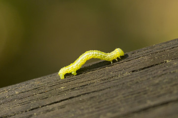 closeup of green larva on wood