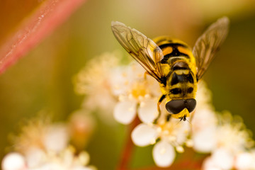 bee on flower