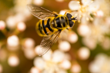 bee on flower