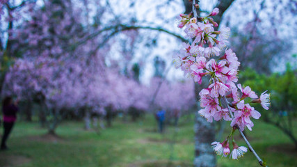 cherry flowers in spring