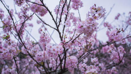 cherry blossom in spring