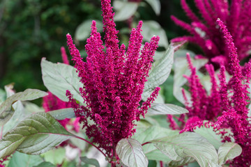 Amaranthus cruentus, amaranth flowers