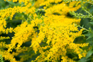 Solidago canadensis Canada goldenrod yellow flowers