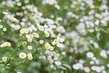 Erigeron annuus annual fleabane, daisy fleabane white flowers