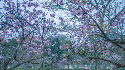 abstract background with flowers