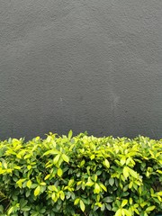 field of yellow flowers