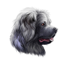 Caucasian Shepherd Dog breed isolated on white background digital art illustration. Cute pet hand drawn portrait. Graphic clipart design realistic animal.