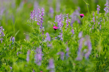 Colorful wild flowers on the meadow