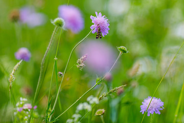 Colorful wild flowers on the meadow