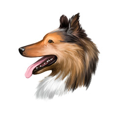 Fototapeta premium Collie, Rough dog breed isolated on white background digital art illustration. Cute pet hand drawn portrait. Graphic clipart design realistic animal.