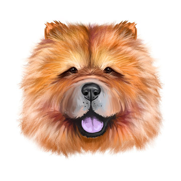 recommend clip art: Chow Chow dog breed isolated on white background digital art illustration. Cute pet hand drawn portrait. Graphic clipart design realistic animal.