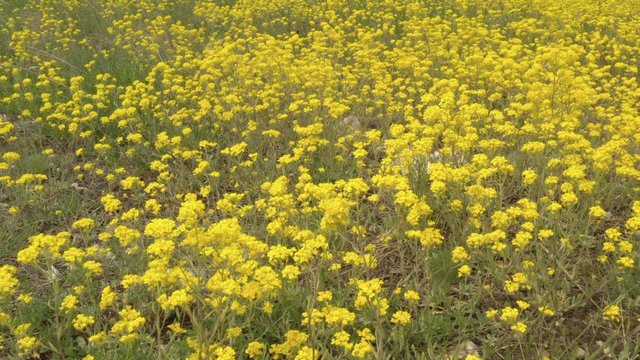 Beautiful yellow Basket-of-Gold flowers in a field