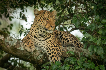 Leopard lies on branch framed by leaves