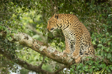 Fototapeta na wymiar Leopard sits framed by leaves on branch