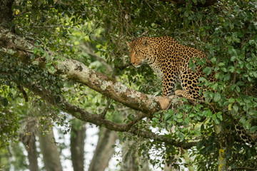 Leopard sits on branch framed by leaves