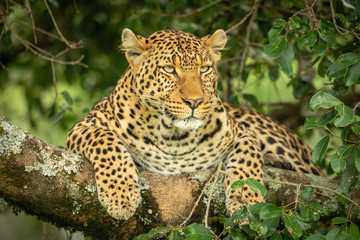 Fototapeta na wymiar Leopard lies on lichen-covered branch looking right