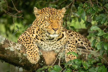 Obraz na płótnie Canvas Leopard lies on branch with eyes closed