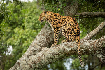 Leopard sits on lichen-covered branch looking left