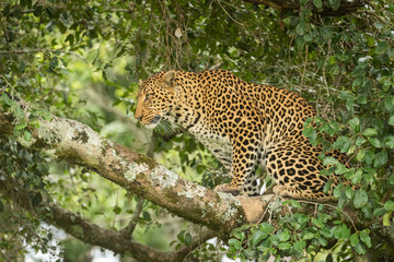 Fototapeta na wymiar Leopard sits on lichen-covered branch looking up