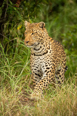 Leopard lifts paw to walk in grass