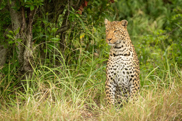 Leopard sits looking left in tall grass