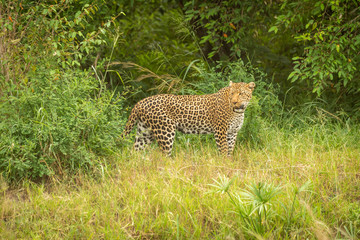 Leopard stands looking round with bushes behind