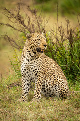 Leopard sits on grass bank looking round