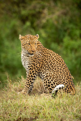 Leopard sits on grass bank looking back