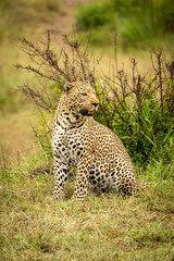 Leopard sits looking round on grass bank