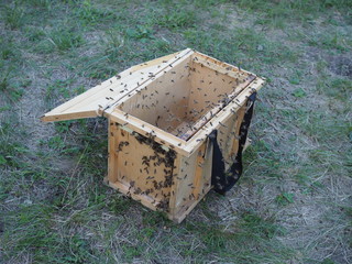 temporary portable small wooden beehive with bees. bees are looking for their cell