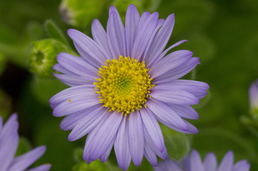 violet daisy flower in autumn