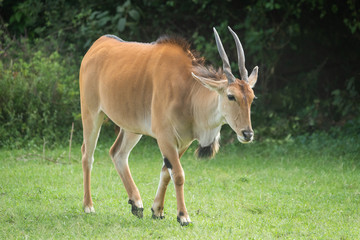 Common eland walks across grass near bushes