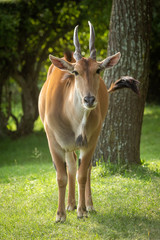Common eland stands near tree watching camera