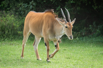 Naklejka na ściany i meble Common eland walks across grass near trees