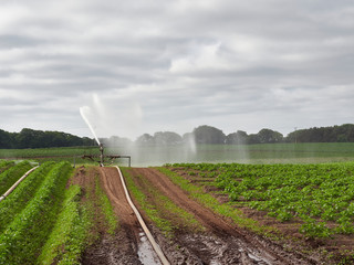 Agricultural water Cannons being used in the dry conditions experienced by Scottish Farmers in Angus, Scotland.