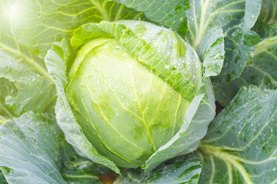 a head of ripe cabbage, closeup, top view, toned image, illumination from sunlight